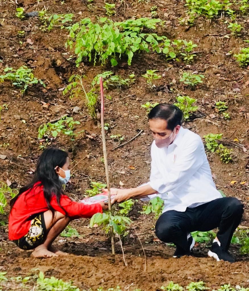 Presiden Jokowi Tanam Pohon Bersama Masyarakat NTB