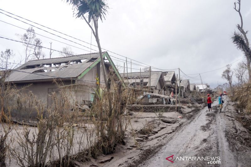 Efek Erupsi Gunung Semeru, Kadin Lumajang Catat 200 Hektare Lahan Pertanian Gagal Panen