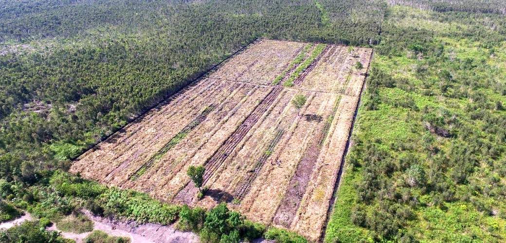 Penggundulan Hutan Membayangi Produksi Biodiesel Indonesia