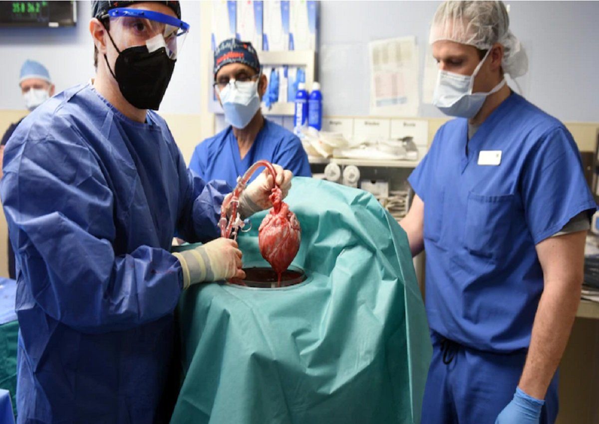  Jerman: Tahun 2025 Siap Kloning Babi Untuk Transplantasi Jantung Manusia