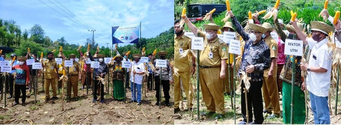 BI Jatim Dorong Program Integrated Farming Klaster Jagung di Madura