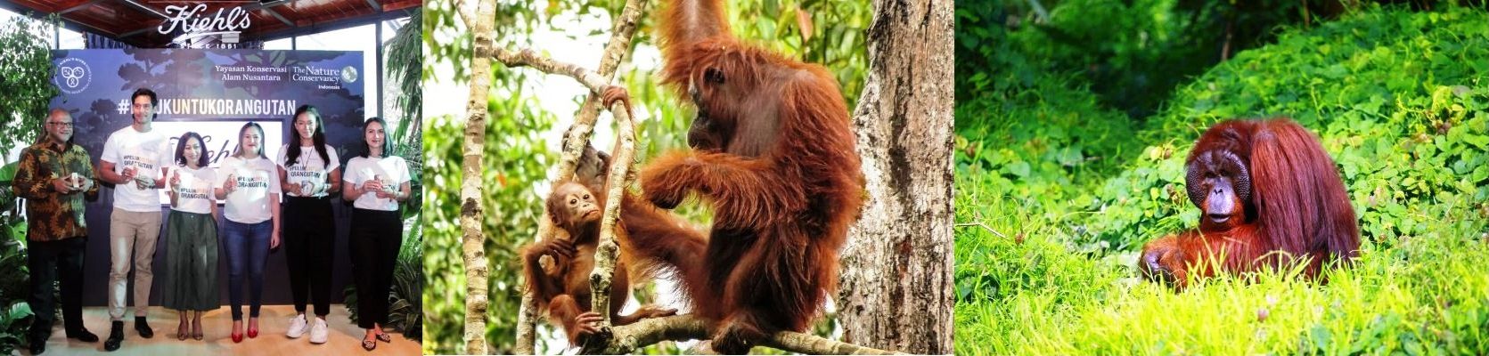 Kiehl’s Gencarkan Kampanye Kembalikan Hutan kepada Orang Utan 