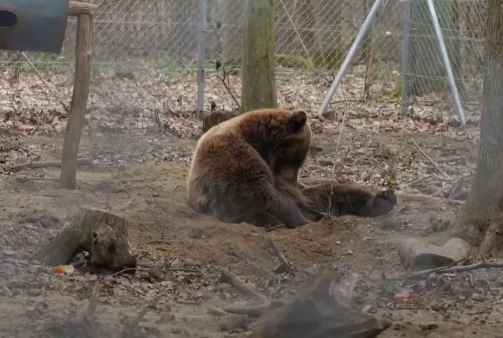 Nasib Beruang-Beruang Suaka di Ukraina
