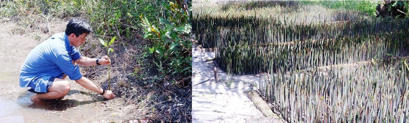 ICDX Targetkan Penanaman 1 Juta Pohon Mangrove untuk Penurunan Emisi Karbon