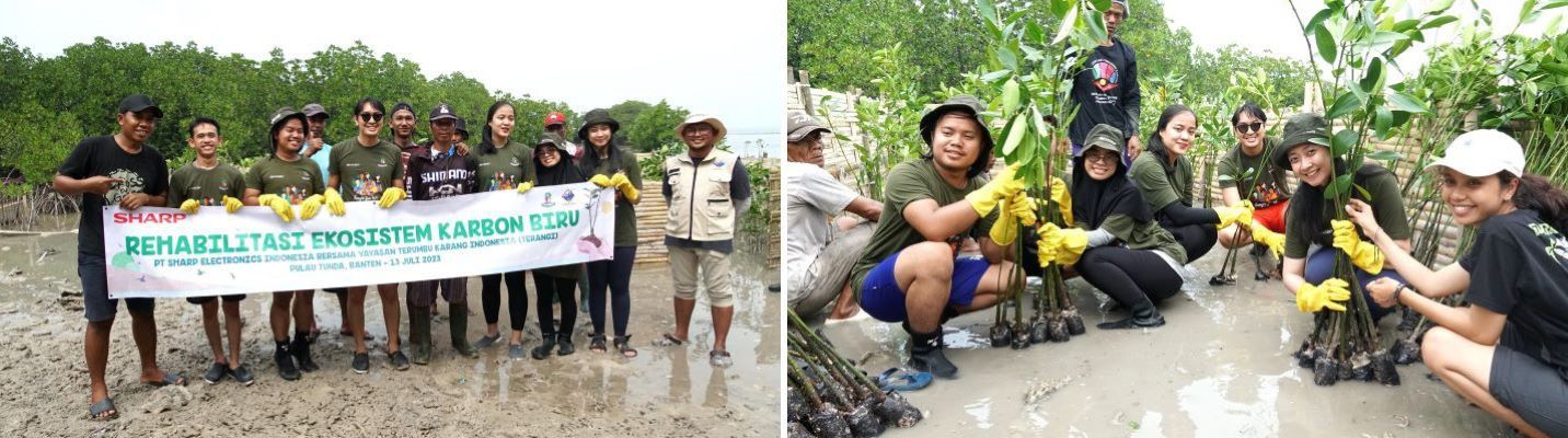 Sharp Indonesia Merehabilitasi Ekosistem Karbon Biru, Peringati Hari Mangrove Sedunia