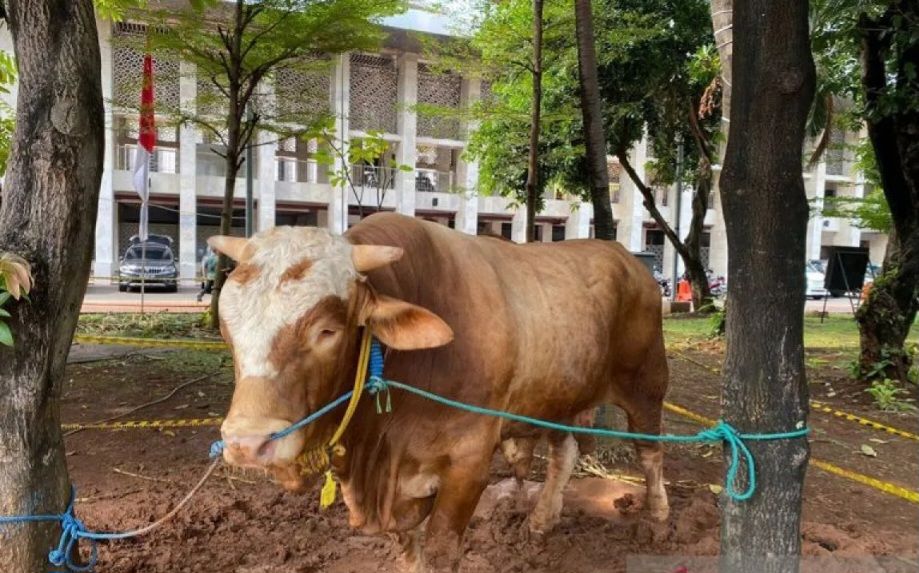 Gereja Katedral Jakarta Sumbang Sapi untuk Masjid Istiqlal pada Hari Raya Idul Adha 1445H