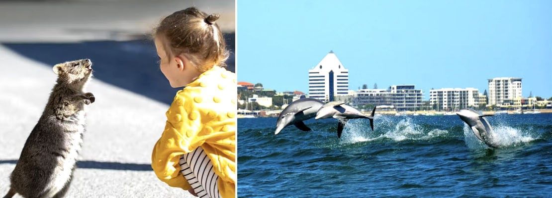 Jelajahi Fauna Australia Barat yang Kaya, Berinteraksi dengan Satwa Liar