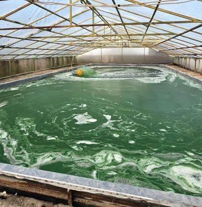 Pemanfaatan Microalgae, Mampu Serap Karbon Dioksida 10x-20x Dibandingkan Pohon