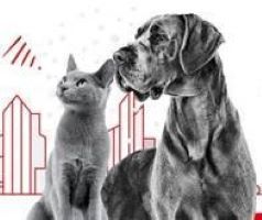 Pentingnya Pecinta Hewan Memahami Nutrisi yang Tepat untuk Hewan Kesayangan