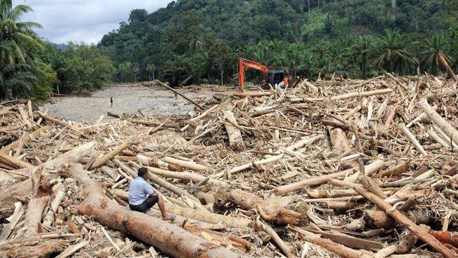 Gelondongan Kayu di Bencana Banjir Sumatera 