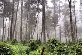 Memastikan Usia Pengelolaan Hutan Jati-Jawa Perum Perhutani