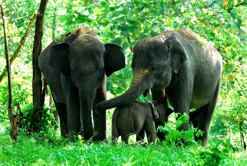 Selamatkan Gajah Sumatera; WWF Indonesia Pasang GPS