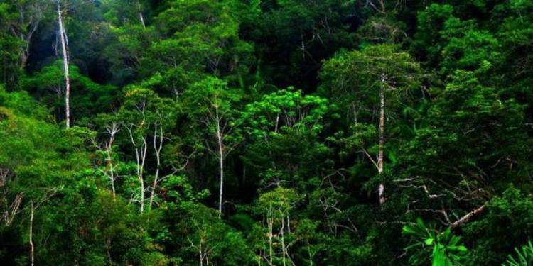 WWF Indonesia; Inisiasi Pengumpulan Data Spatial Di Papua Barat