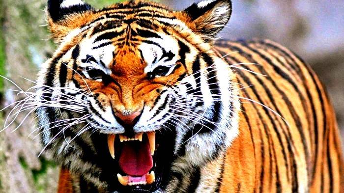 Panthera tigris sondaica; Si Harimau Indonesia