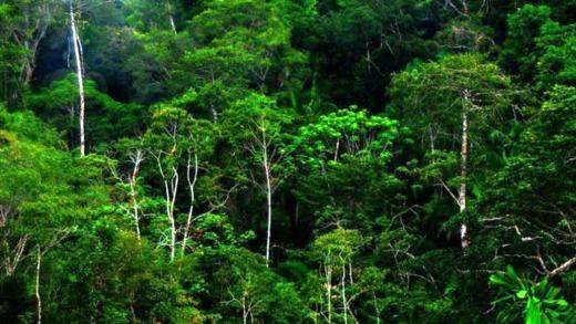 HUAWEI X RAINFOREST CONNECTION; Lindungi Hutan Sumatera
