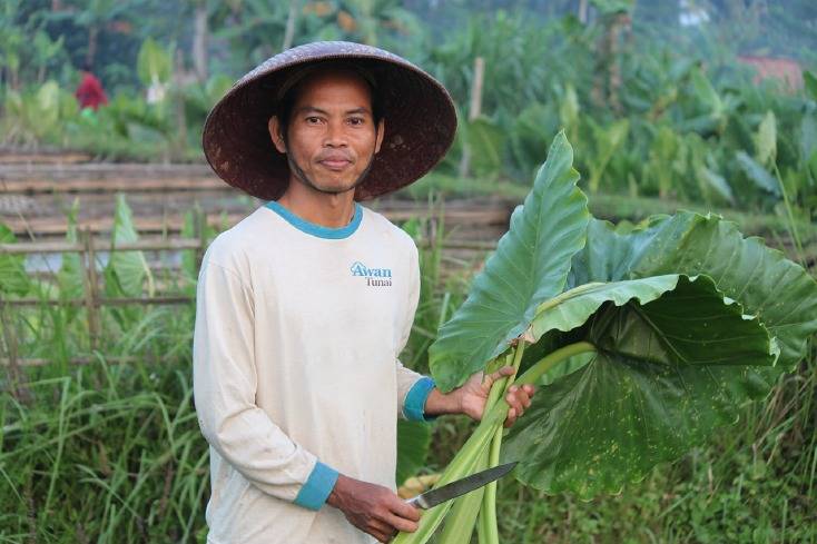 AwanTunai dan Sayur Box Bawa Akses Pembiayaan Terjangkau ke UMKM Petani di Indonesia
