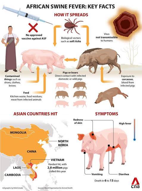 Demam Babi Afrika Mewabah di Vietnam