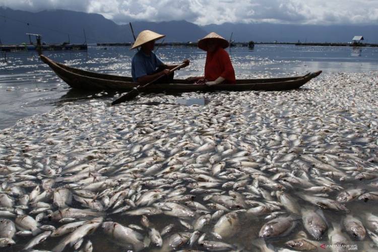 Cuaca Buruk Danau Maninjau, 200 Ton Ikan Mati Mendadak