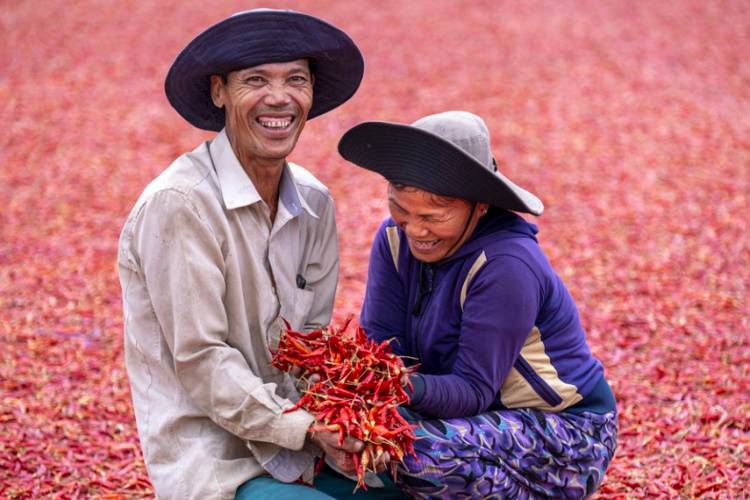 Harga Cabai Meroket, Tertinggi Sampai Rp125 Ribu per Kg