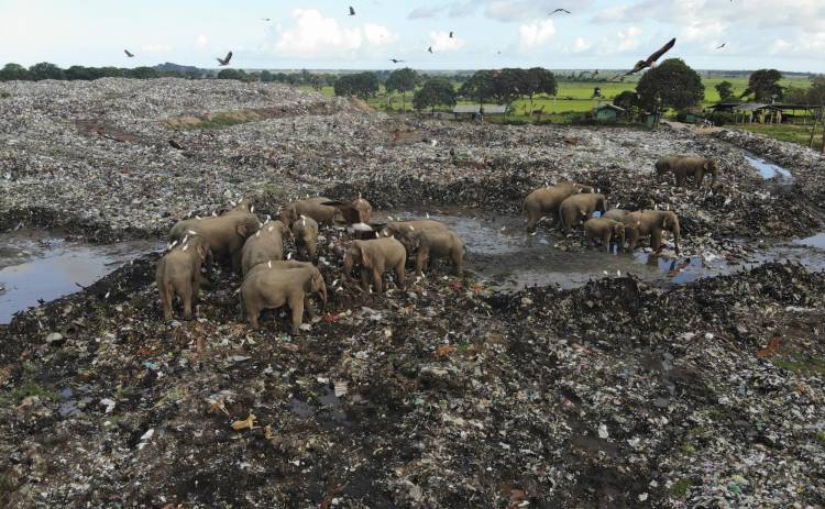 Gajah-Gajah Sri Lanka Mati karena Plastik