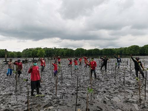 Pupuk Kaltim Akselerasi Konservasi Hutan Mangrove, Serap Jejak Karbon Hingga 2 Juta Ton per Tahun