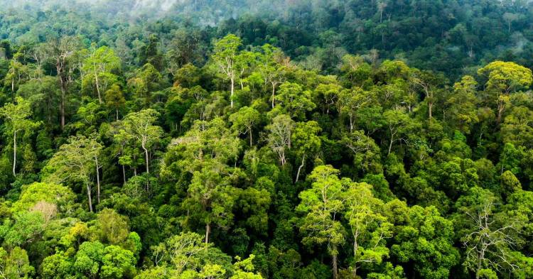 Transtoto Handadhari: Pemulihan Ekosistem Memerlukan Banyak Ahli Hutan dan Lingkungan di Parlemen