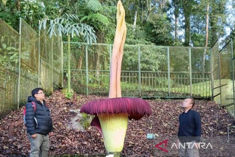 Bunga Bangkai Setinggi 3,4 Meter Mekar Sempurna di Cibodas