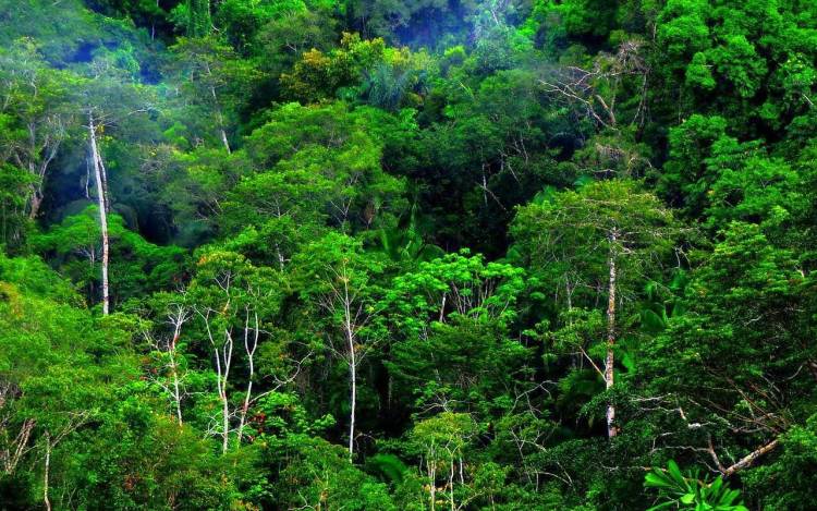 Transtoto: Kebijakan Kompromi dalam Pengelolaan Sumber Daya Alam Hutan dan Ekosistem Lingkungan