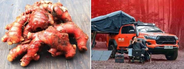 Jahe Merah Mampu Jaga Tubuh Tetap Fit Selama Perjalanan Ribuan Kilometer