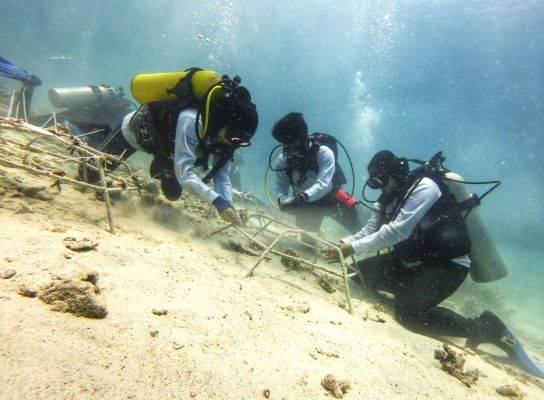Penanaman 1000 Terumbu Karang di Titik Terujung Barat Indonesia Dukung Ekosistem Laut yang Sehat