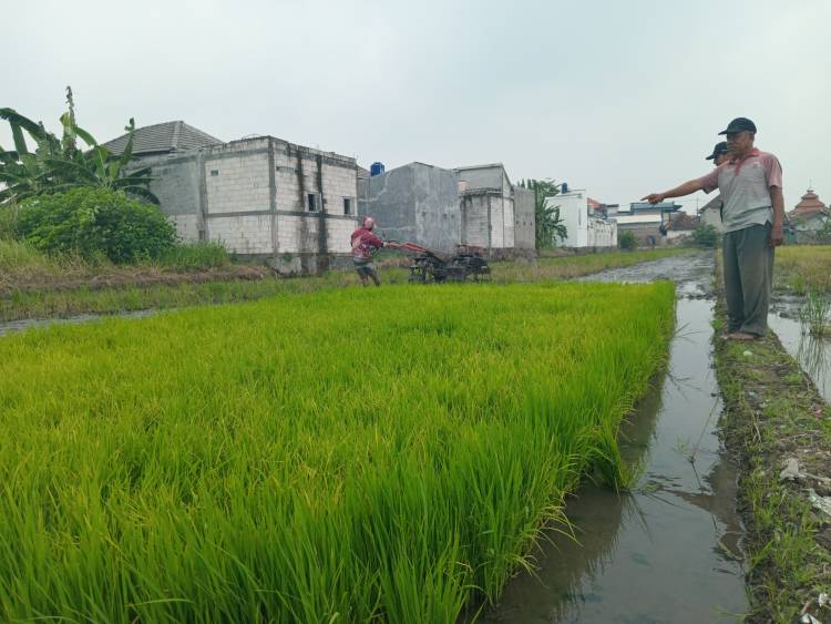 Menjaga Asa Petani Tetap Menyala, Dukungan Ekosistem Pupuk Indonesia Semakin Nyata   