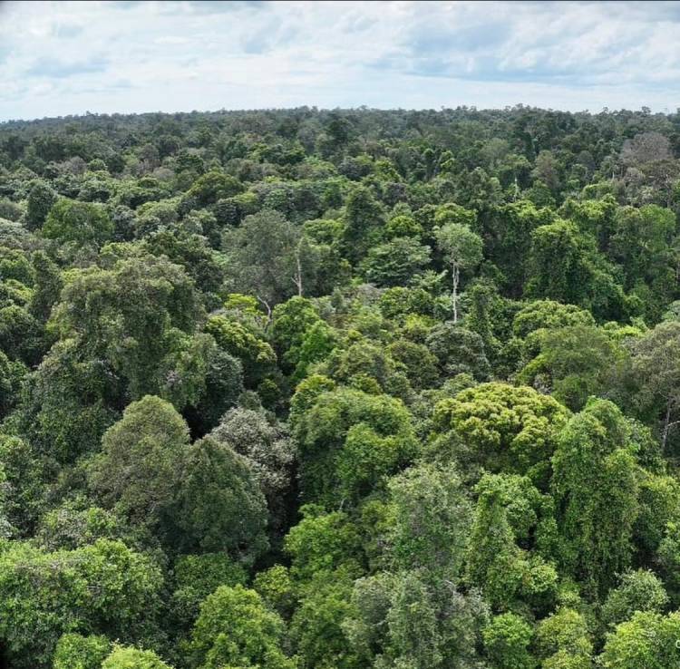 Hutan dan Ekosistem: Sistem Penunjang Kehidupan 