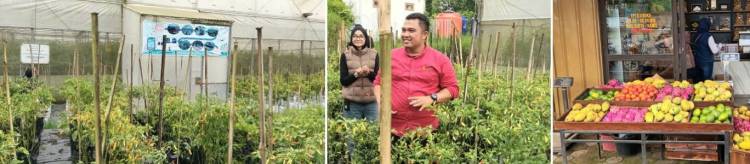 Kebun Eptilu di Garut Sukses Terapkan Hortikultura Modern, Gunakan Teknologi Tepat Guna