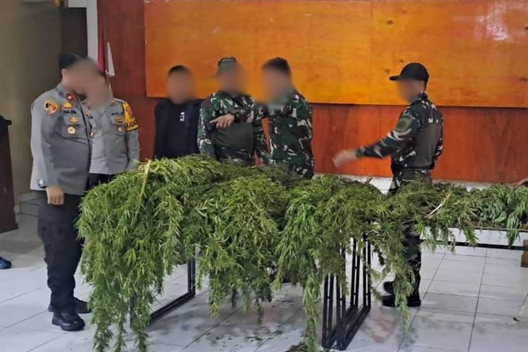Satgas Swasembada Berhasil Ungkap Ladang Ganja di Pegunungan Bintang