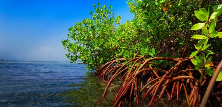 Penanaman Mangrove Di Demak & Batang; Raih Apresiasi Positif PMI