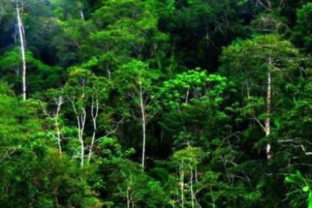 HUAWEI X RAINFOREST CONNECTION; Lindungi Hutan Sumatera