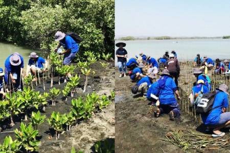 3M Indonesia; Dukung Konservasi & Pemulihan Ekosistem Bakau Secara Berkelanjutan di Indonesia