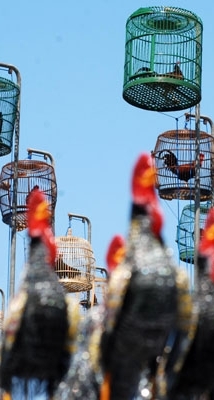 Yogyakarta;  Gelar Lomba Ayam Bekisar Nasional