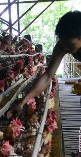 Harvest Papua; Putarkan Lagu Untuk Hibur 23.000 Ayam Petelur