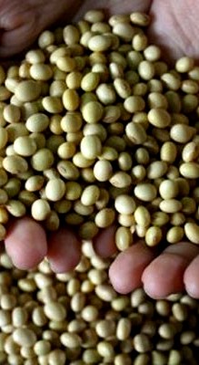 Produksi kedelai 2014; Diprediksi Naik 14,44 Persen