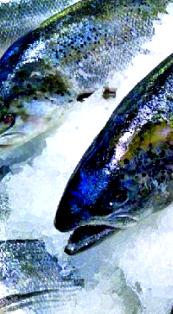 Yogyakarta 2016; Siap Bangun Cold Storage Penyimpan Ikan