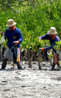 WWF Indonesia; Gandeng Perusahaan Kelola Hutan Mangrove