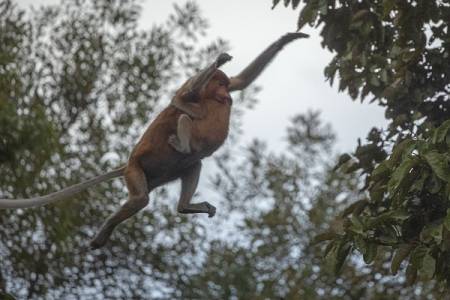 Sambut Hari Binatang Sedunia! Yuk, Sayangi Satwa Langka, Jangan Gusur Rumah Mereka