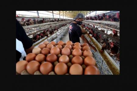 Harga Ayam dan Telur di Beberapa Pasar DKI Jakarta Meroket, Beras Stabil