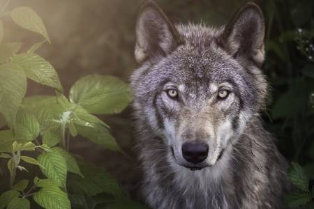 Sembilan Serigala Kabur, Kebun Binatang di Prancis Tutup Sementara