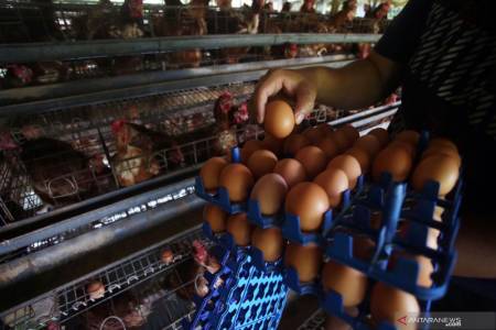 Kemendag: Harga Telur dan Minyak Turun Setelah Tahun Baru