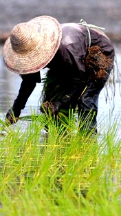 Asuransi Petani; Jadikan Petani Profesional