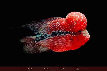 Bangka Produksi 42 Ribu Ekor Ikan Hias Sepanjang 2021