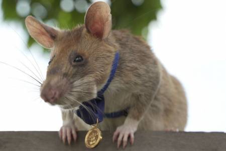 Tikus Pahlawan Pengendus Ranjau Mati di Usia 8 Tahun