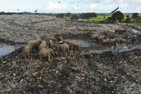 Gajah-Gajah Sri Lanka Mati karena Plastik